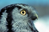 hawk_owl